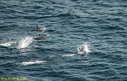 1- Delfini - La gioia di vivere - Dolphins - The joy of living